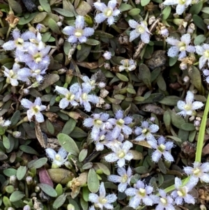 Glossostigma elatinoides at Googong, NSW - 31 Jan 2022