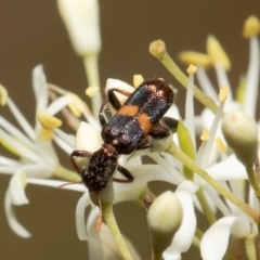 Eleale pulchra (Clerid beetle) at Aranda Bushland - 1 Feb 2022 by Roger