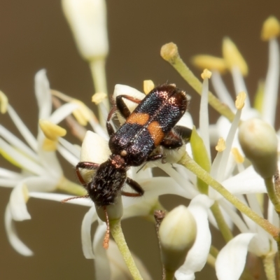 Eleale pulchra (Clerid beetle) at Aranda Bushland - 1 Feb 2022 by Roger