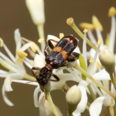 Eleale pulchra (Clerid beetle) at Cook, ACT - 1 Feb 2022 by Roger