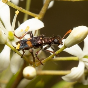 Eleale pulchra at Cook, ACT - 1 Feb 2022 11:37 AM