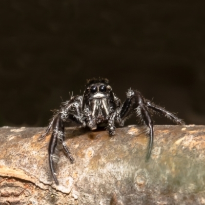 Sandalodes scopifer (White-spotted Sandalodes) at Aranda Bushland - 1 Feb 2022 by Roger