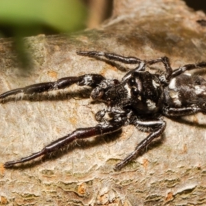 Sandalodes scopifer at Molonglo Valley, ACT - 1 Feb 2022 12:06 PM