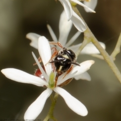 Exoneura sp. (genus) (A reed bee) at Aranda Bushland - 1 Feb 2022 by Roger