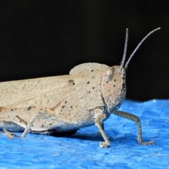 Goniaea australasiae (Gumleaf grasshopper) at Crooked Corner, NSW - 1 Feb 2022 by Milly