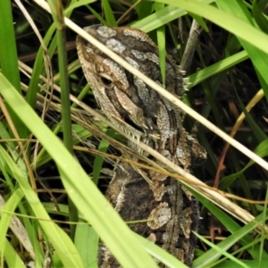 Pogona barbata at Coree, ACT - 1 Feb 2022