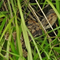 Pogona barbata at Coree, ACT - 1 Feb 2022