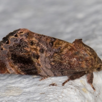 Hypertropha tortriciformis (A Gelechioid moth) at Melba, ACT - 18 Nov 2021 by kasiaaus