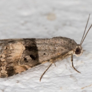 Ozarba chrysaspis at Melba, ACT - 18 Nov 2021