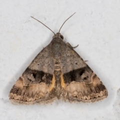 Ozarba chrysaspis at Melba, ACT - 18 Nov 2021