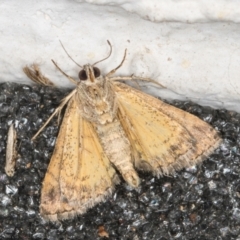 Ozarba chrysaspis at Melba, ACT - 18 Nov 2021