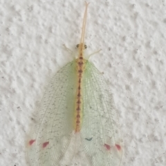 Norfolius howensis (Diamond-banded Nymphid) at Turner, ACT - 1 Feb 2022 by LD12