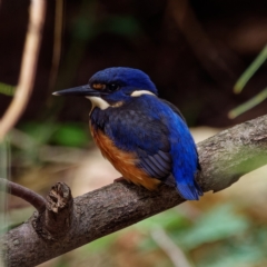 Ceyx azureus (Azure Kingfisher) at Cotter Reserve - 1 Feb 2022 by DPRees125