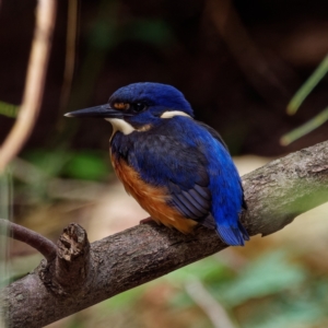 Ceyx azureus at Paddys River, ACT - suppressed