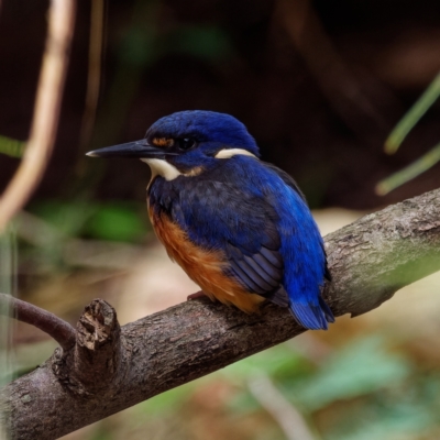 Ceyx azureus (Azure Kingfisher) at Cotter Reserve - 1 Feb 2022 by DPRees125