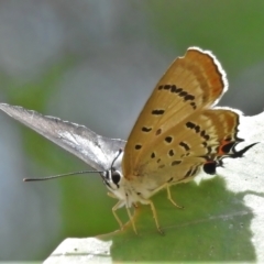 Jalmenus ictinus (Stencilled Hairstreak) at Coree, ACT - 1 Feb 2022 by JohnBundock