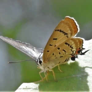 Jalmenus ictinus at Coree, ACT - 1 Feb 2022 11:06 AM