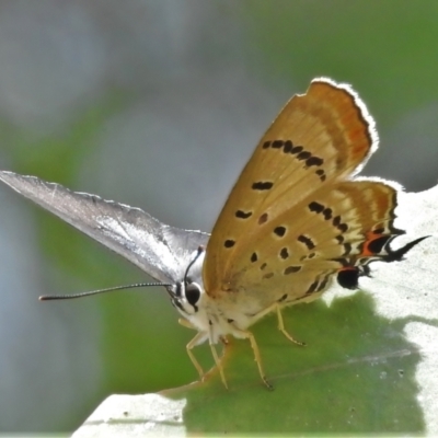 Jalmenus ictinus (Stencilled Hairstreak) at Coree, ACT - 1 Feb 2022 by JohnBundock