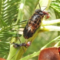 Jalmenus ictinus at Coree, ACT - 1 Feb 2022 11:06 AM