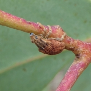 Gonipterus scutellatus at Yass River, NSW - 31 Jan 2022