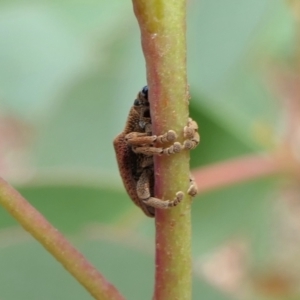 Gonipterus scutellatus at Yass River, NSW - 31 Jan 2022