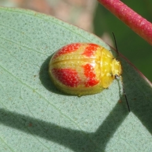 Paropsisterna fastidiosa at Yass River, NSW - 31 Jan 2022