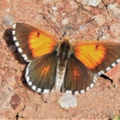 Lucia limbaria (Chequered Copper) at Coree, ACT - 1 Feb 2022 by JohnBundock