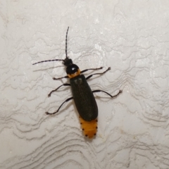 Chauliognathus lugubris (Plague Soldier Beetle) at McKellar, ACT - 31 Jan 2022 by Birdy