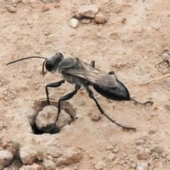 Sphex sp. (genus) (Unidentified Sphex digger wasp) at Ginninderry Conservation Corridor - 1 Feb 2022 by JohnBundock