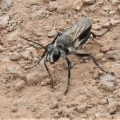 Sphex sp. (genus) at Coree, ACT - 1 Feb 2022