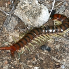 Cormocephalus aurantiipes (Orange-legged Centipede) at Sutton, NSW - 4 Oct 2021 by jbromilow50