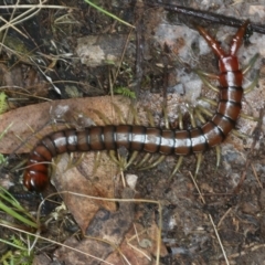 Cormocephalus aurantiipes at Sutton, NSW - 4 Oct 2021