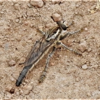 Bathypogon nigrinus (A robber fly) at Ginninderry Conservation Corridor - 1 Feb 2022 by JohnBundock
