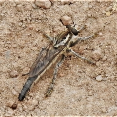 Bathypogon nigrinus (A robber fly) at Coree, ACT - 1 Feb 2022 by JohnBundock