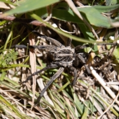Tasmanicosa sp. (genus) (Tasmanicosa wolf spider) at Rendezvous Creek, ACT - 23 Jan 2022 by SWishart