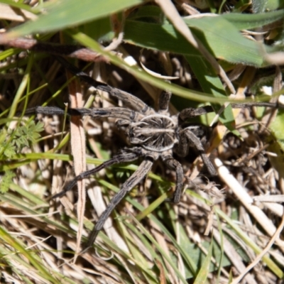 Tasmanicosa sp. (genus) (Unidentified Tasmanicosa wolf spider) at Namadgi National Park - 23 Jan 2022 by SWishart