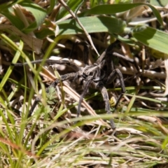 Tasmanicosa sp. (genus) at Rendezvous Creek, ACT - 23 Jan 2022