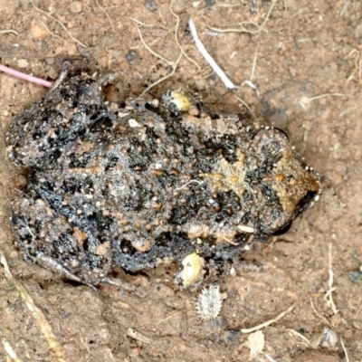 Uperoleia laevigata (Smooth Toadlet) at Bonner, ACT - 4 Oct 2021 by jb2602