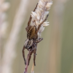 Unidentified Spider (Araneae) at Namadgi National Park - 23 Jan 2022 by SWishart