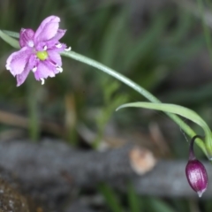 Arthropodium minus (Small Vanilla Lily) at Bonner, ACT - 3 Oct 2021 by jbromilow50