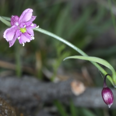 Arthropodium minus (Small Vanilla Lily) at Mulligans Flat - 3 Oct 2021 by jbromilow50