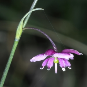 Arthropodium minus at Bonner, ACT - 4 Oct 2021 10:55 AM