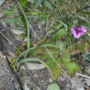 Arthropodium minus at Bonner, ACT - 4 Oct 2021 10:55 AM