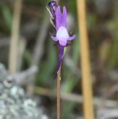 Linaria pelisseriana (Pelisser's Toadflax) at Bonner, ACT - 4 Oct 2021 by jb2602