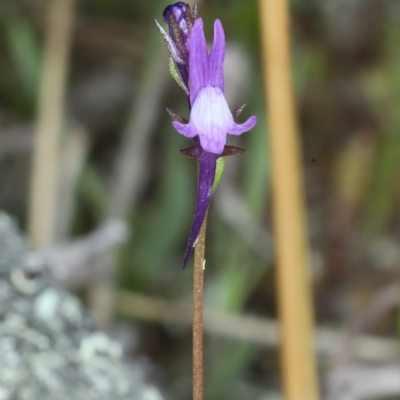 Linaria pelisseriana (Pelisser's Toadflax) at Bonner, ACT - 4 Oct 2021 by jbromilow50