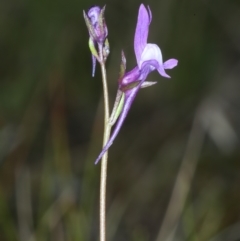 Linaria pelisseriana at Bonner, ACT - 4 Oct 2021 11:03 AM