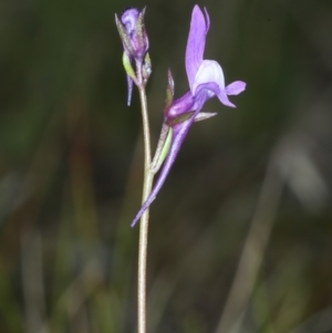 Linaria pelisseriana at Bonner, ACT - 4 Oct 2021 11:03 AM