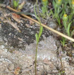 Linaria pelisseriana at Bonner, ACT - 4 Oct 2021 11:03 AM