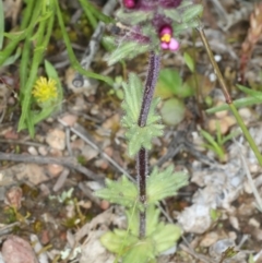 Parentucellia latifolia at Bonner, ACT - 4 Oct 2021