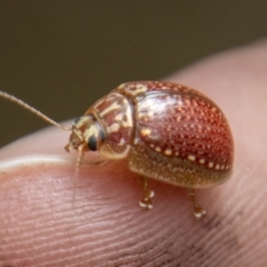 Paropsisterna decolorata (A Eucalyptus leaf beetle) at Uriarra, NSW - 13 Jan 2022 by SWishart